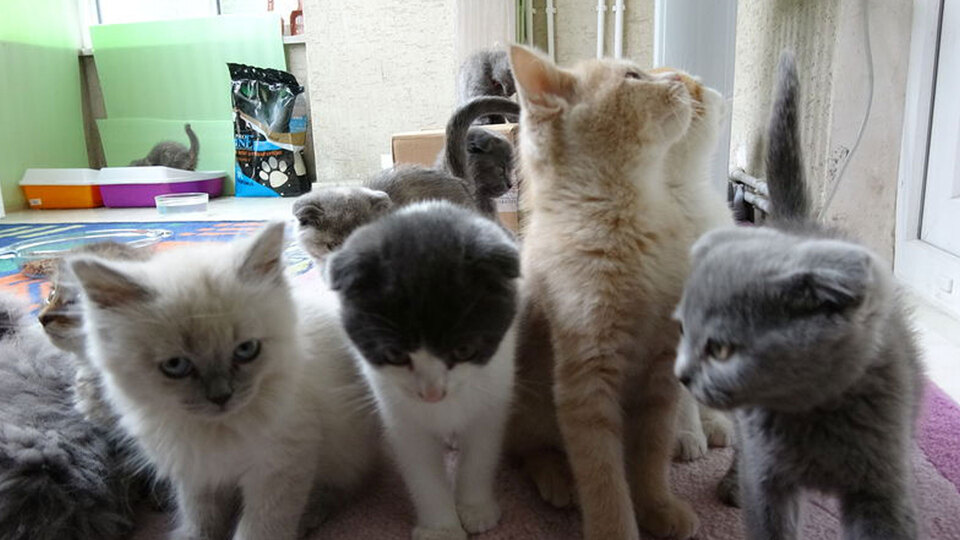 Bilim dünyası açıkladı: Kedilerin kökeni Türkiye