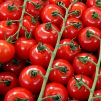 Tarla hasadı başladı, fiyatı düştü