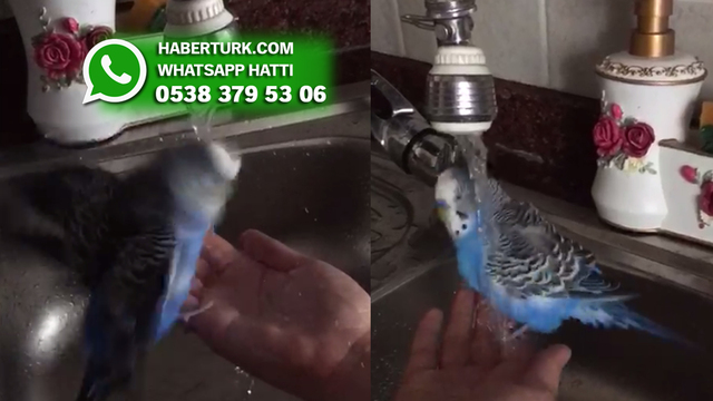 Suyu görünce dayanamayan Osman'ın banyo keyfi