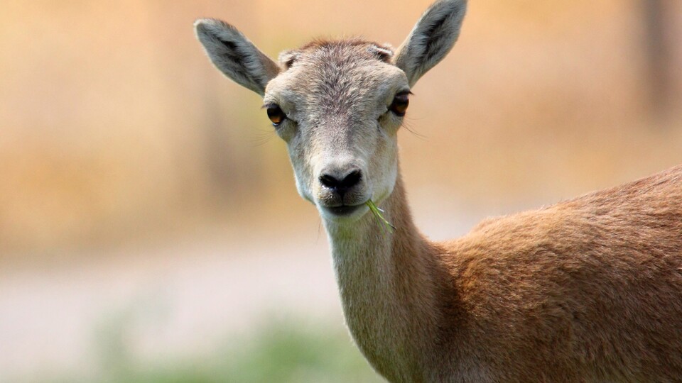 İyi niyetli insanın büyük yanlışlığı!