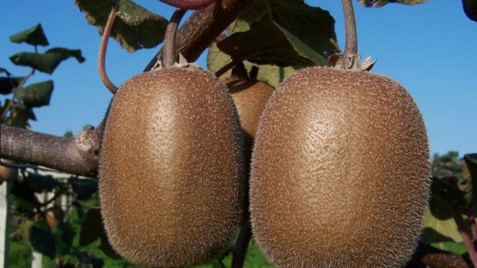 Tadı ekşi, geliri tatlı