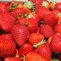 Türkiye'ye geri gönderdiler!