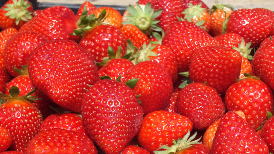 Türkiye'ye geri gönderdiler!