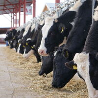 Sıcaklar inekleri strese soktu süt verimi düştü