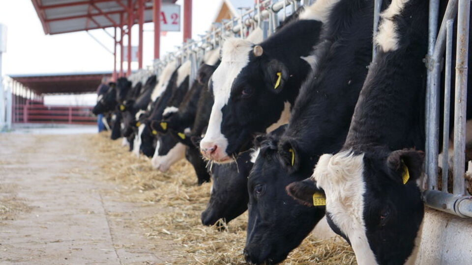 Sıcaklar inekleri strese soktu süt verimi düştü