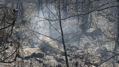 "İzmir'de 500 hektarın üzerinde bir alan zarar gördü"