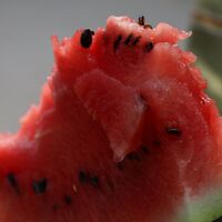 Fiyatı 15 kuruşa kadar düştü
