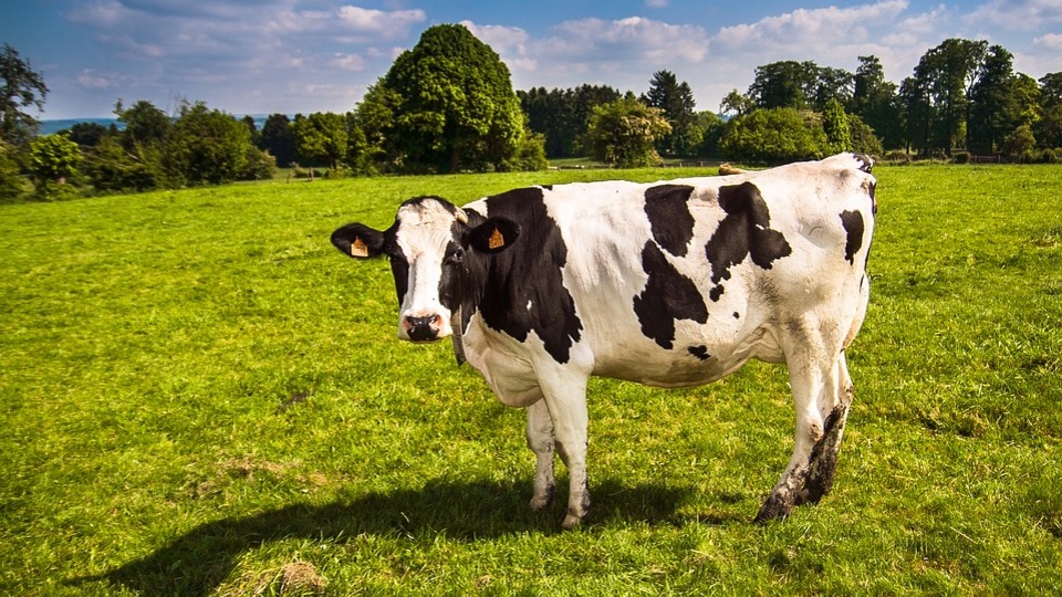 Etçi mutsuz sütçü mutlu