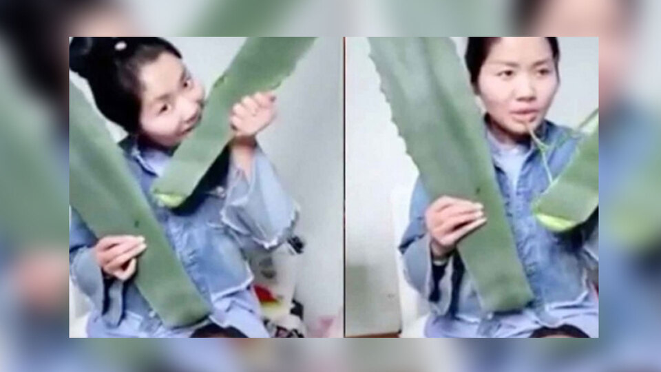 Canlı yayında zehirli bitki yedi