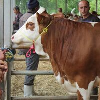 Artık kesilmesi yasak