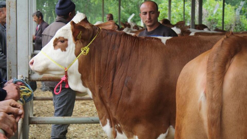 Artık kesilmesi yasak