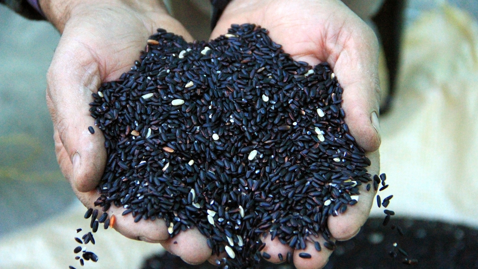 Türkiye'nin yerli tavuğu ile tanışın: Anadolu T