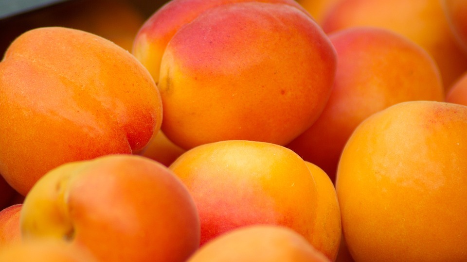 İncirden sonra şimdi de kayısı...