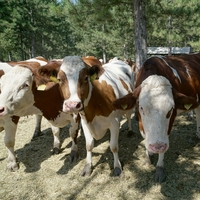 Bu kez İrlanda'dan geldiler