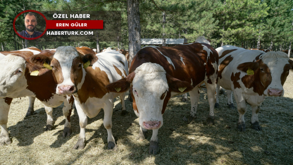 Bu kez İrlanda'dan geldiler