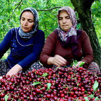 'Napolyon'u yağmur vurdu, üretici kara kara düşünüyor