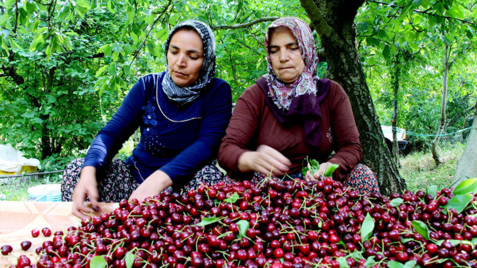 'Napolyon'u yağmur vurdu, üretici kara kara düşünüyor