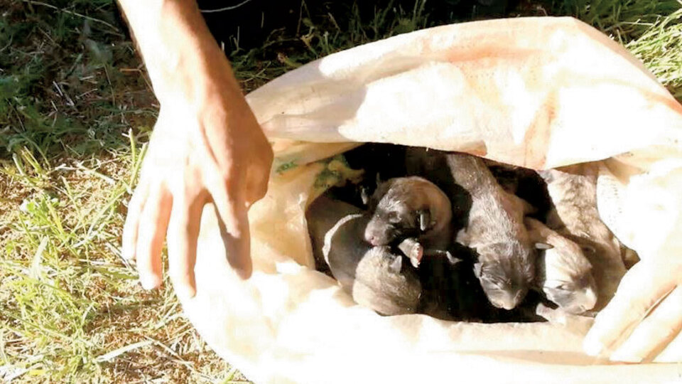 Kuyudan sekiz yavru çıkarıldı