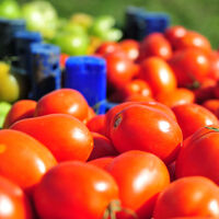 Ve ilk hasat başladı