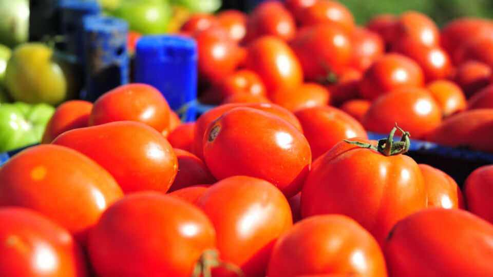 Ve ilk hasat başladı