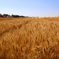 Fiyatı belli oldu, Bakan Çelik açıkladı