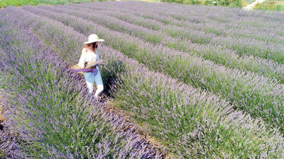 Silivri'de Lavanta Hasat Şenliği