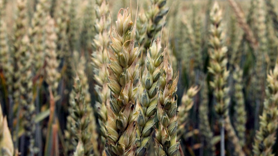 Hububat alım fiyatlarına ilişkin açıklama