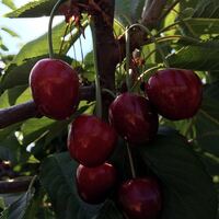 Türkiye için bir ilk gerçekleşiyor