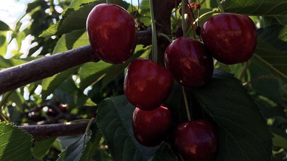 Türkiye için bir ilk gerçekleşiyor