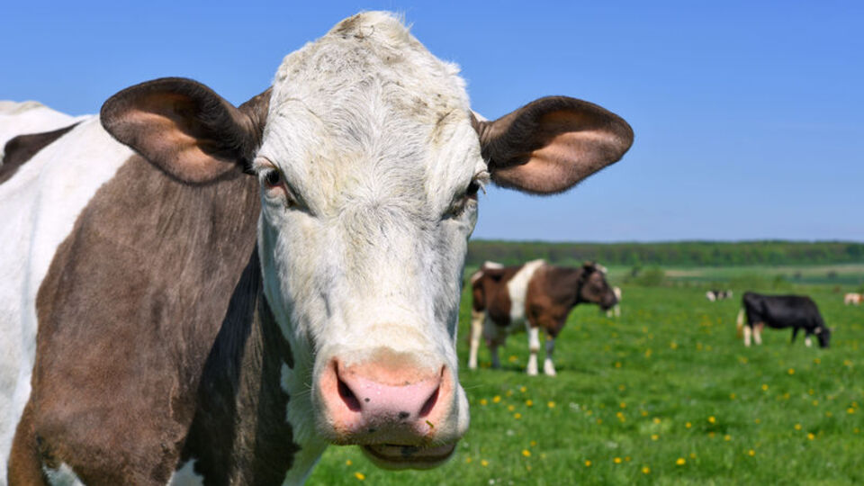 Kurban Bayramı yaklaşıyor