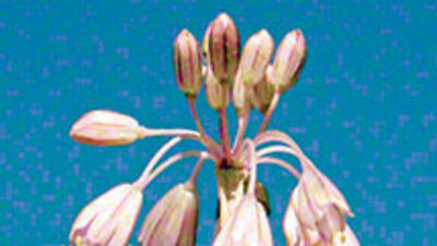 Van'da yeni bir bitki keşfedildi