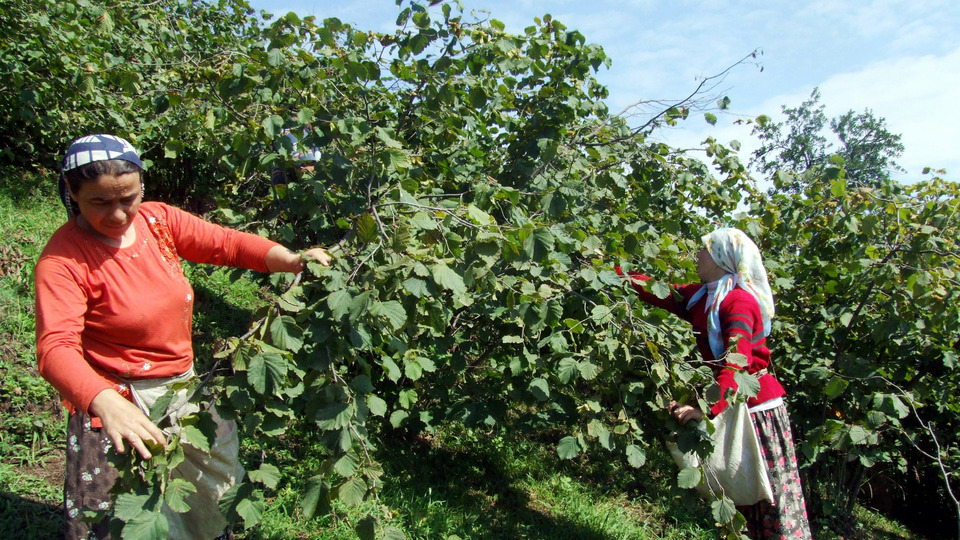 Fındık işçilerinin yevmiyeleri belirlendi