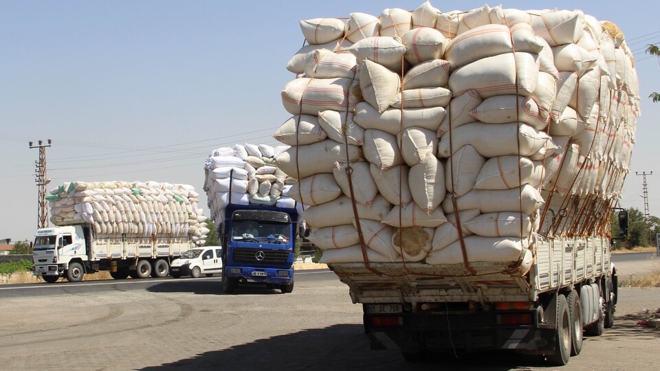 Saman deyip geçmeyin! Arpa ve buğdayla yarışıyor