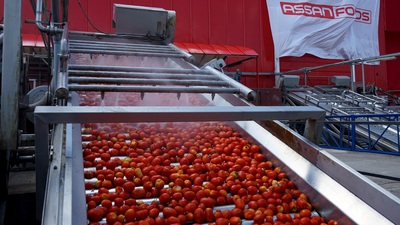 Assan Gıda sezonun ilk domatesini karşıladı