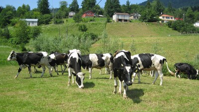 Fiyatta anlaşamadılar!