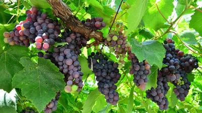 Rusya'ya ihracat haftaya başlıyor