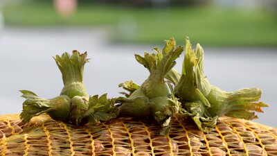 Fındık toplama tarihleri açıklandı