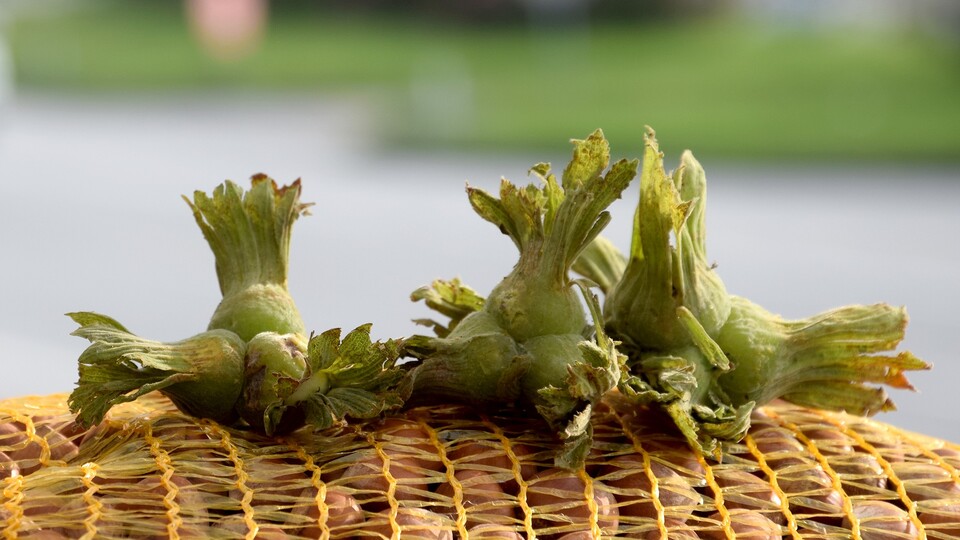 Fındık toplama tarihleri açıklandı