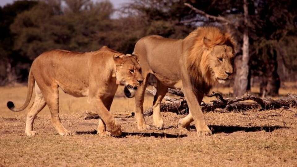 Afrika'nın en ünlü aslanı Cecil'in oğlunu da avcılar öldürdü!