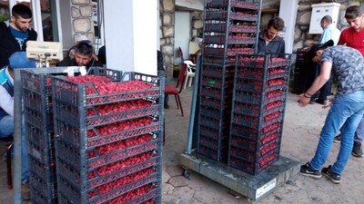 Fiyatı yarı yarıya kadar düştü