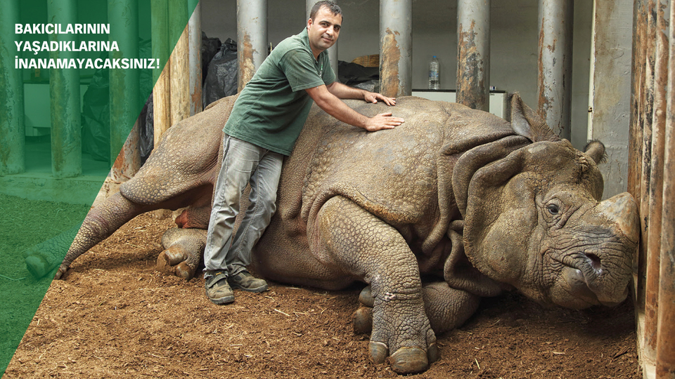 Bu kez ne timsah ne de gergedan haber değil!