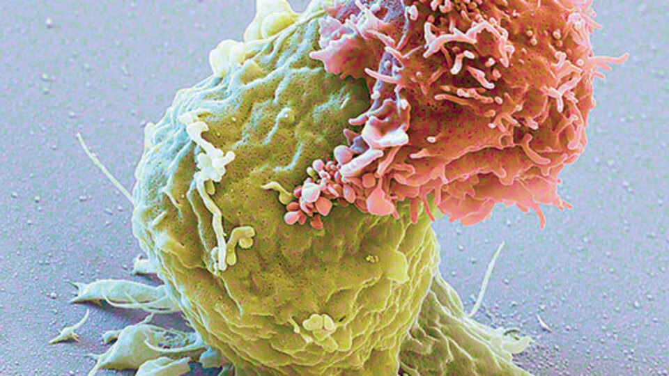 Kanser tedavisinde immünoterapi