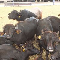 Murrah mandaları geliyor