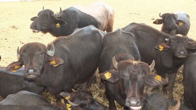 Murrah mandaları geliyor