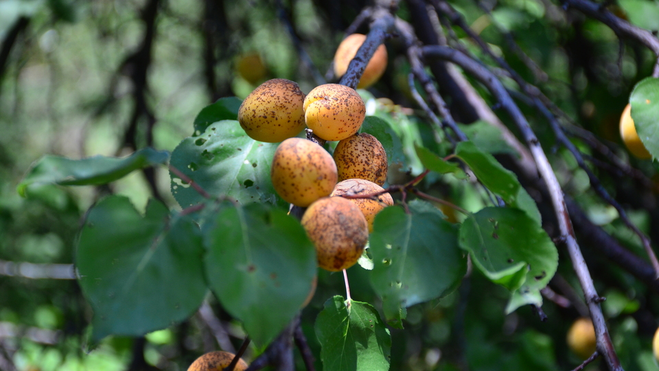 Fiyatı 1 liradan 40 kuruşa kadar düştü