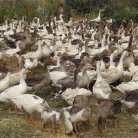 Bu kazlar kendi eksenleri etrafında deli gibi dönüp ölüyorlar!