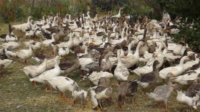 Bu kazlar kendi eksenleri etrafında deli gibi dönüp ölüyorlar!