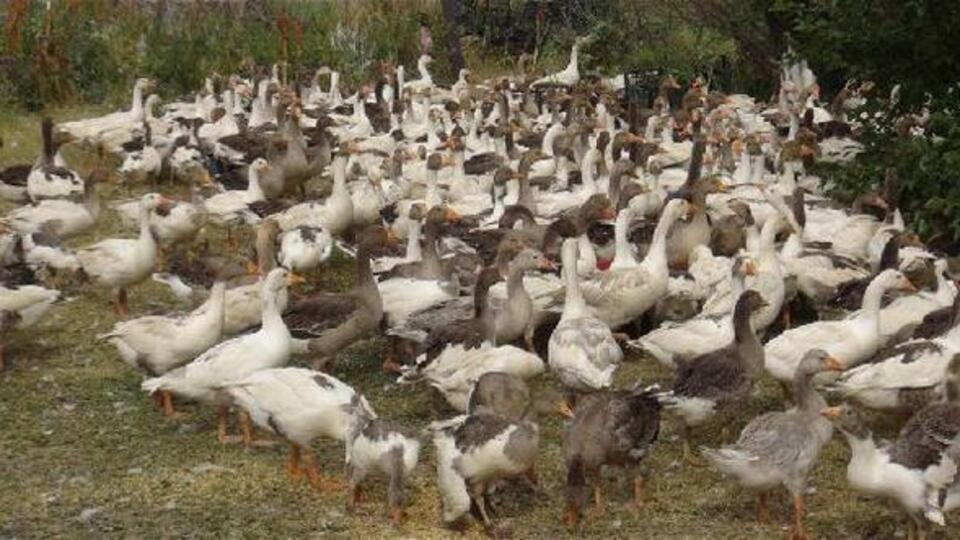 Bu kazlar kendi eksenleri etrafında deli gibi dönüp ölüyorlar!