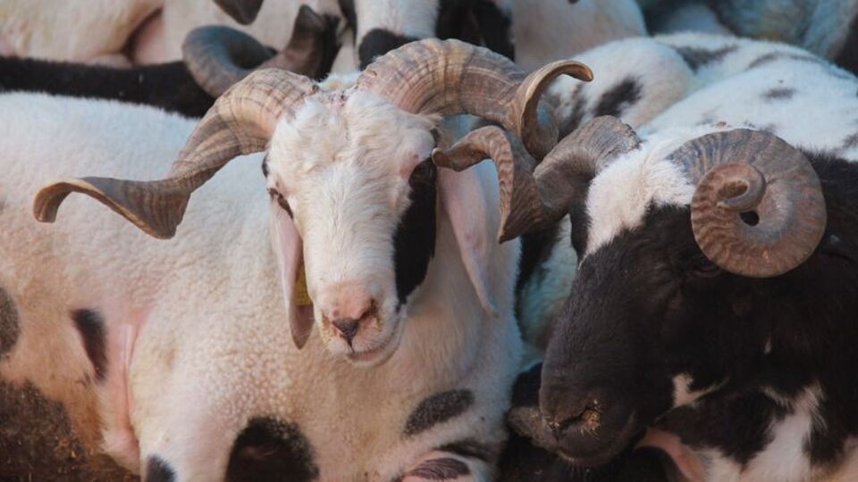 Kurban Bayramı yaklaşıyor