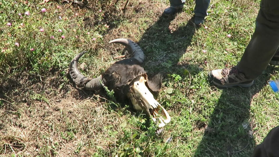 Katliam! Mandaları silahla vurup gövdelerini çaldılar